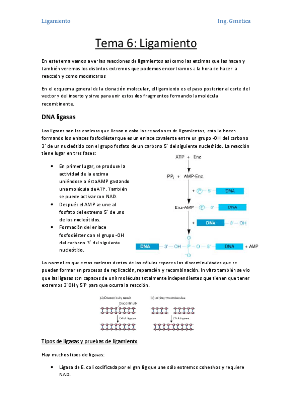 Miniatura del documento Tema 6- Ligamiento.pdf