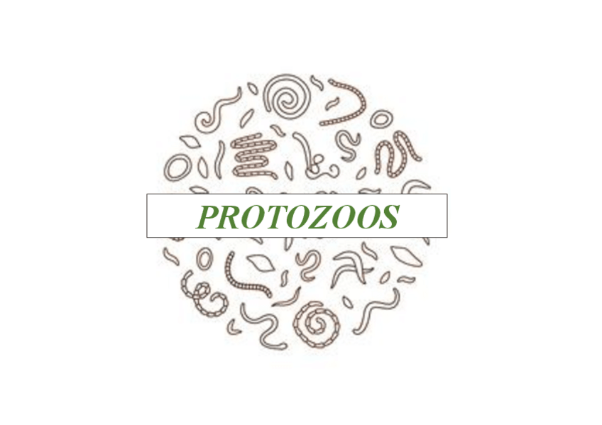 Miniatura del documento TABLAS-PROTOZOOS.pdf