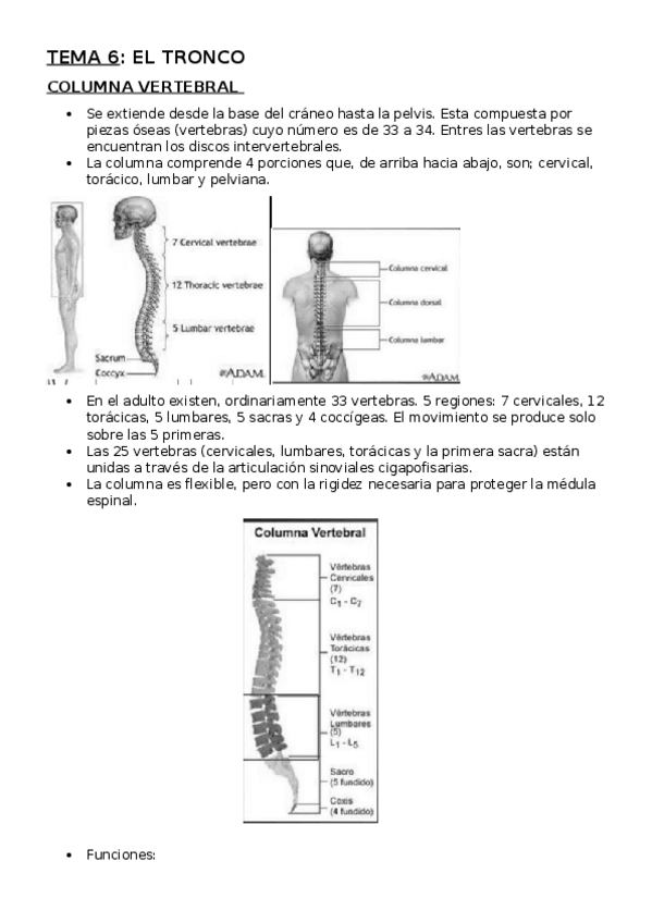 Miniatura del documento TEMA 6. TRONCO.docx