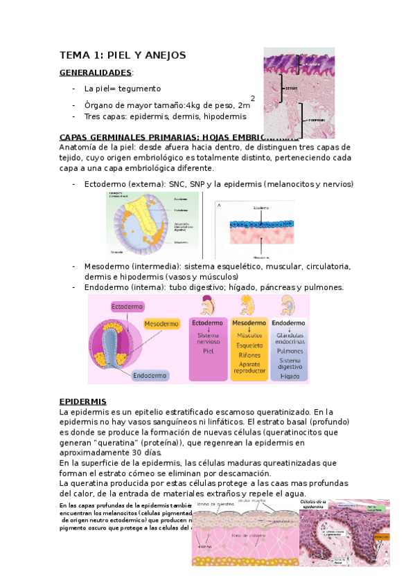 Miniatura del documento Tema-1-la-piel.docx