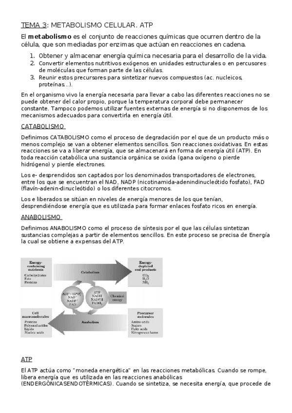 Miniatura del documento TEMA 3. METABOLISMO CELULAR. ATP.docx