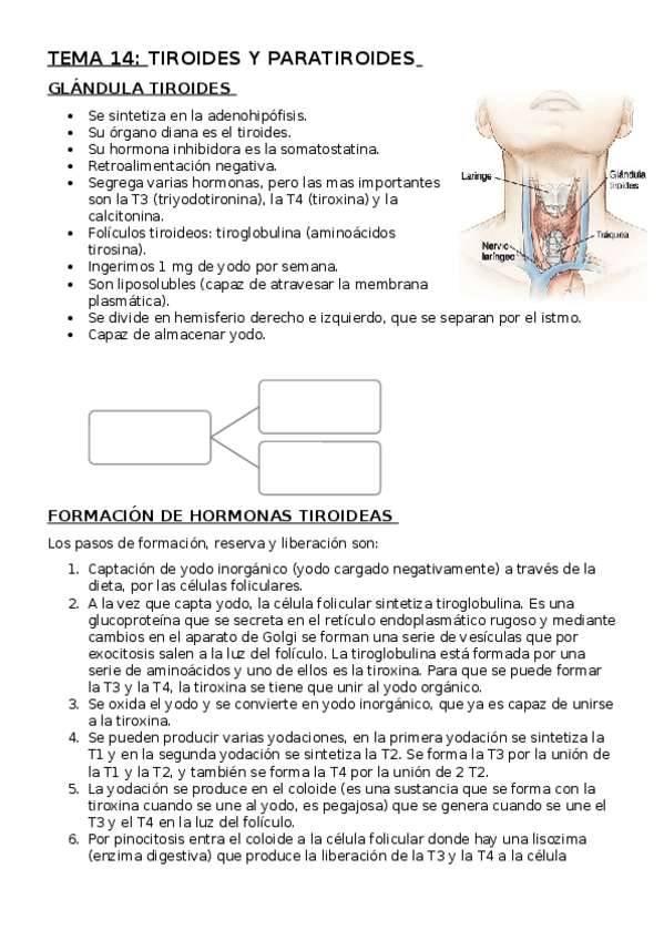 Miniatura del documento TEMA 14. TIROIDES Y PARATIROIDES.docx