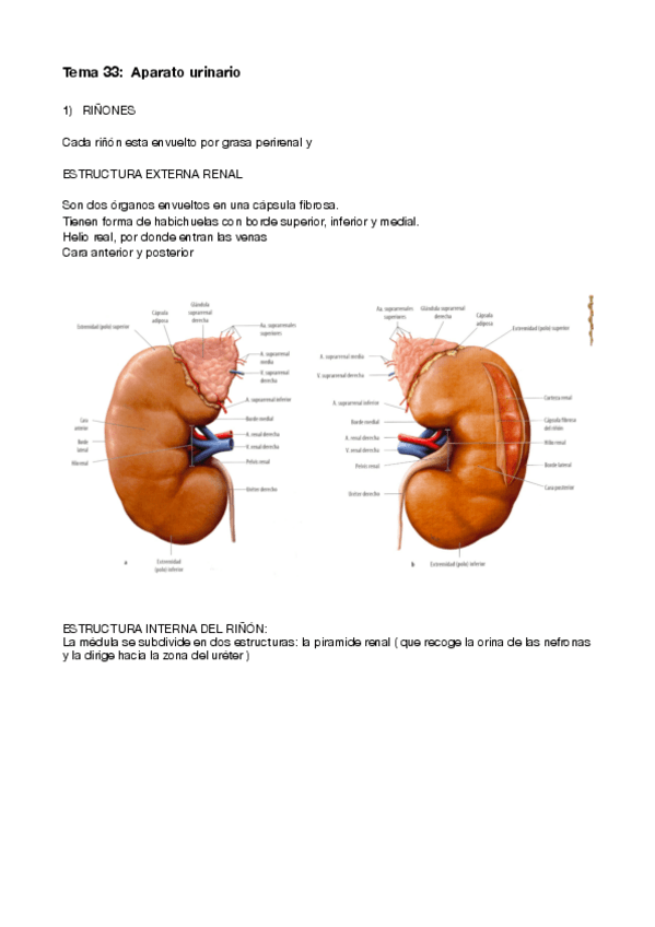 Miniatura del documento Anatomia - Aparato urinario.pdf