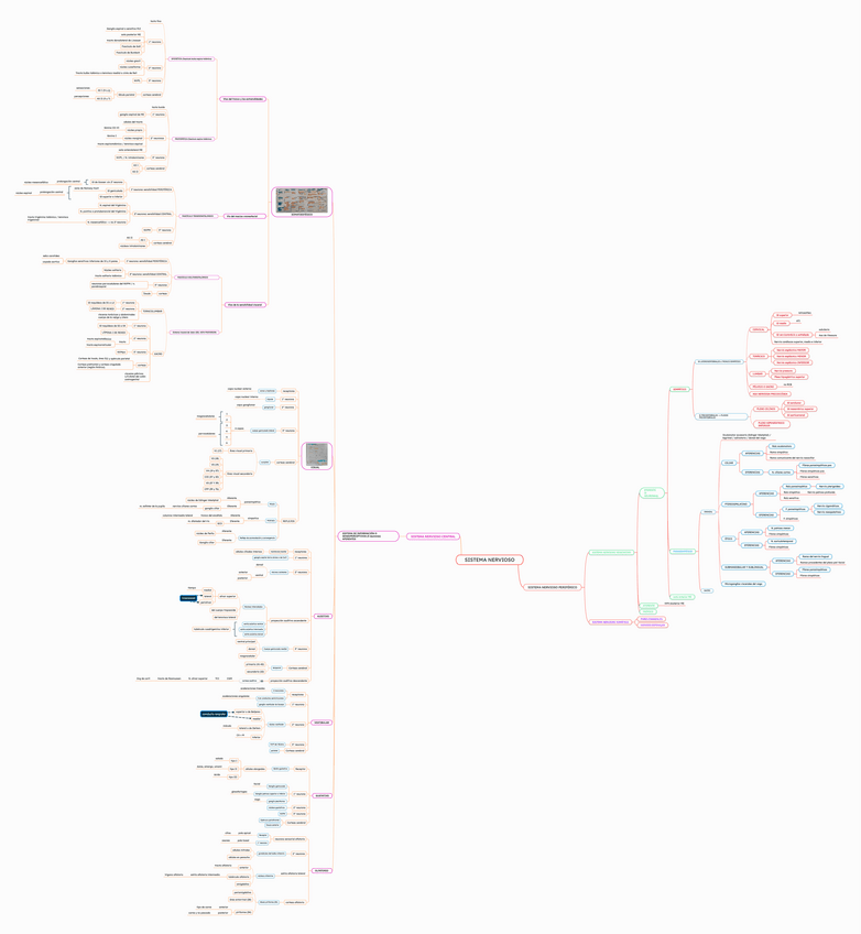Miniatura del documento Esquema-SISTEMA-NERVIOSO.pdf