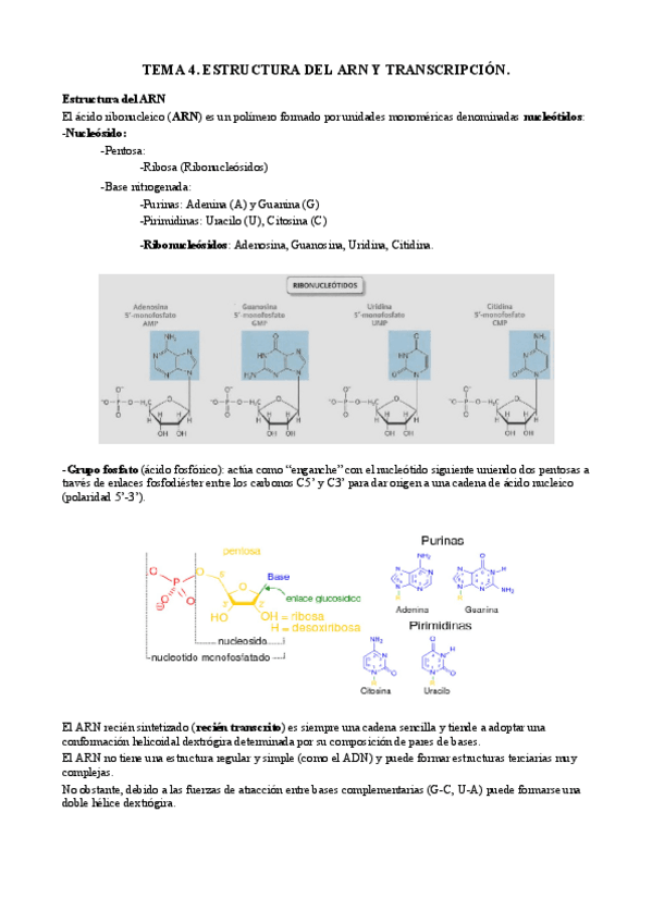 Miniatura del documento 4. Estructura del ARN y transcripción.pdf