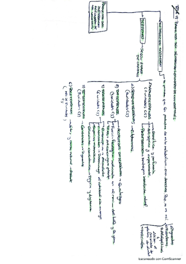 Miniatura del documento Tema-19-vegetal.pdf
