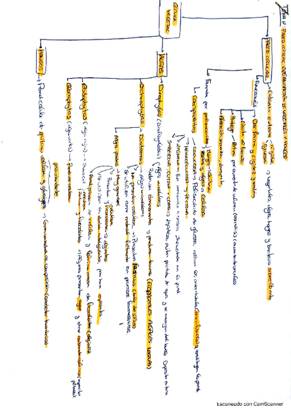 Miniatura del documento Tema-12-vegetal.pdf