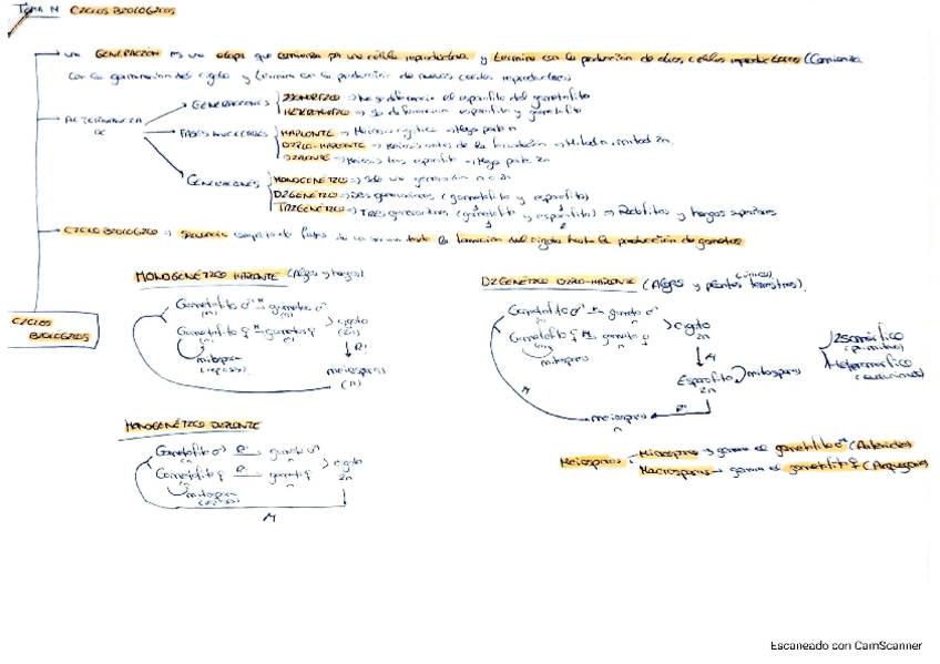 Miniatura del documento Tema-14-vegetal.pdf