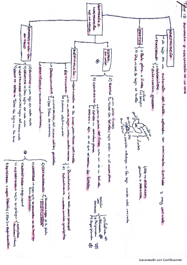 Miniatura del documento Tema-18-vegetal.pdf