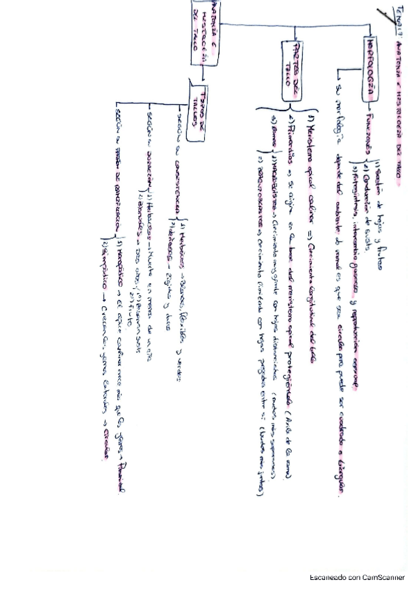 Miniatura del documento Tema-17-vegetal.pdf
