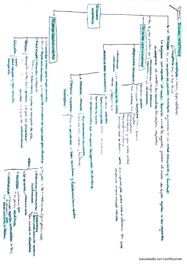 Miniatura del documento Tema-15-vegetal.pdf
