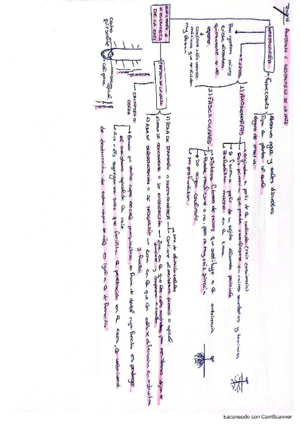 Miniatura del documento Tema-16-vegetal.pdf