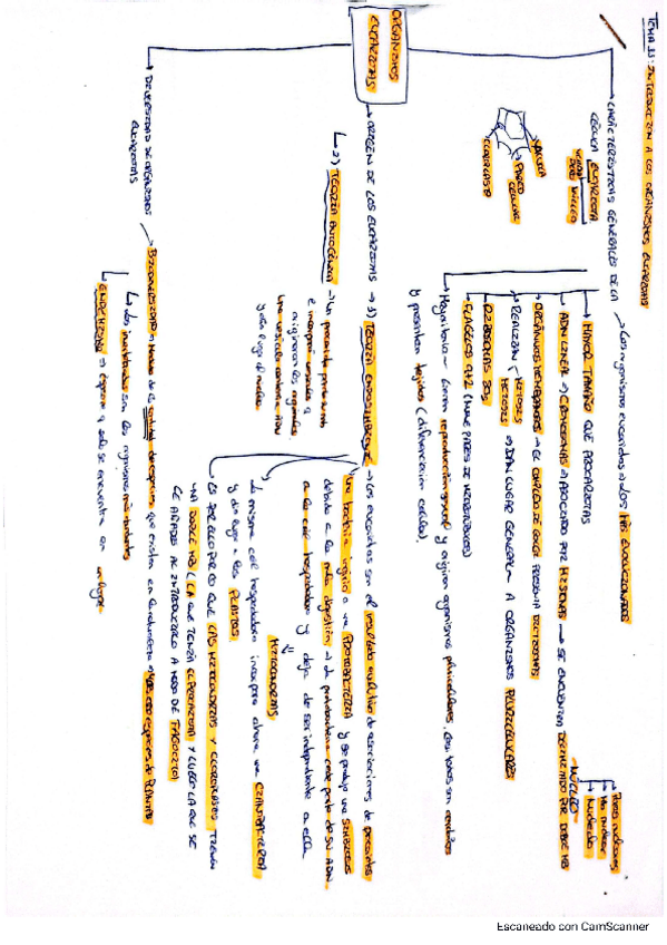Miniatura del documento Tema-11-vegetal.pdf
