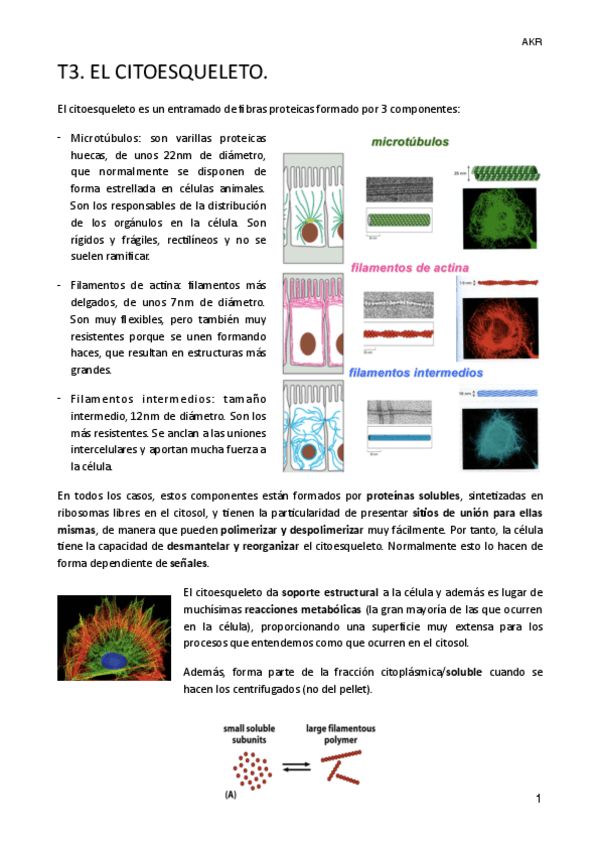 Miniatura del documento T3.CITOESQUELETO.pdf