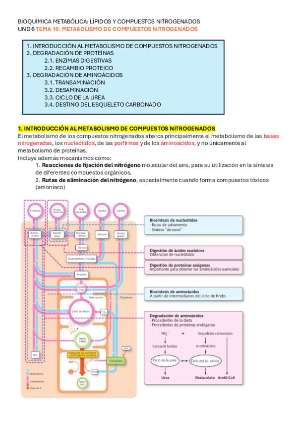 Miniatura del documento UND-6-TEMA-10-METAB.-COMP.-NITROGENADOS.pdf