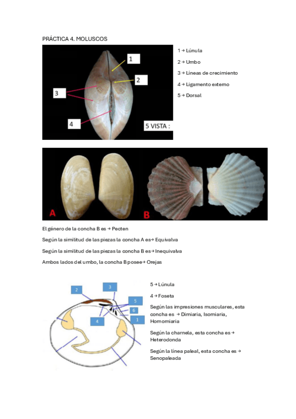 Miniatura del documento 4.-Moluscos.pdf