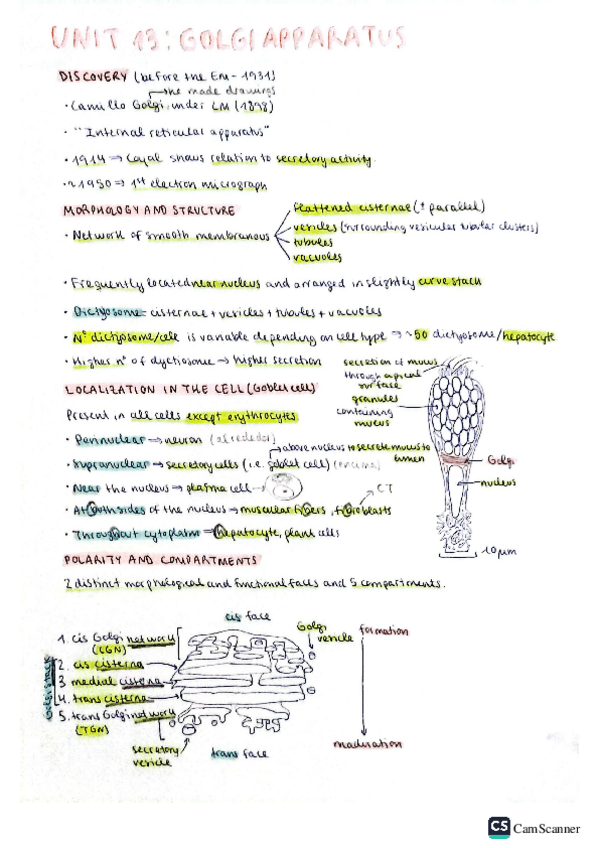 Miniatura del documento 13.-Golgi-apparatus.pdf