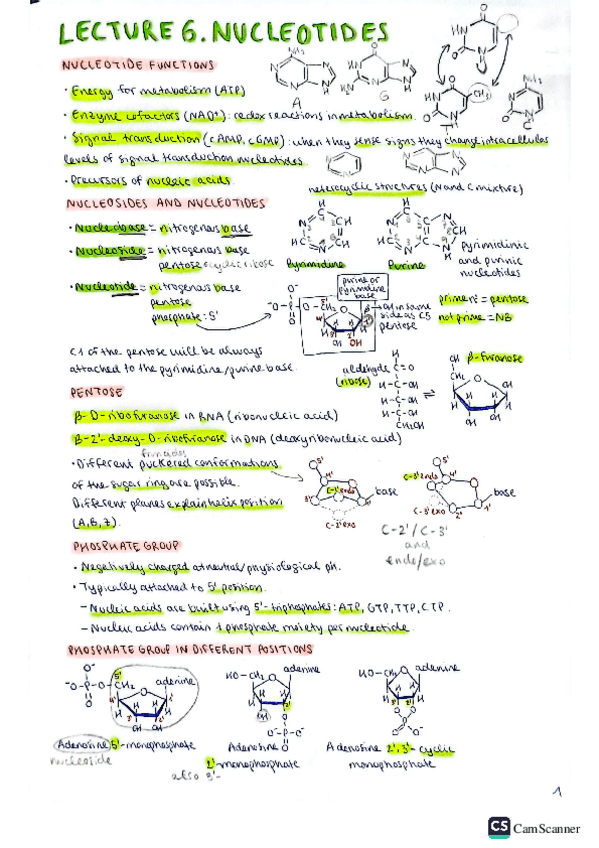Miniatura del documento 6.-Nucleotides.pdf
