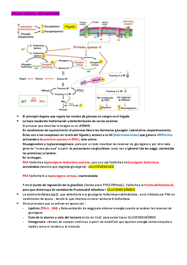 Miniatura del documento AYUNO-INGESTA.pdf