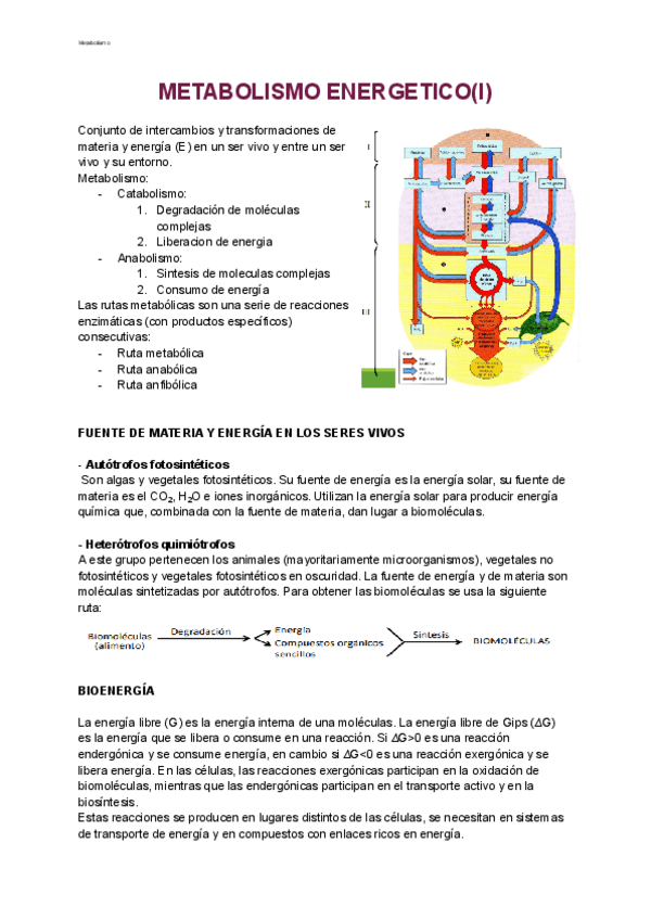Miniatura del documento Metabolismos.pdf