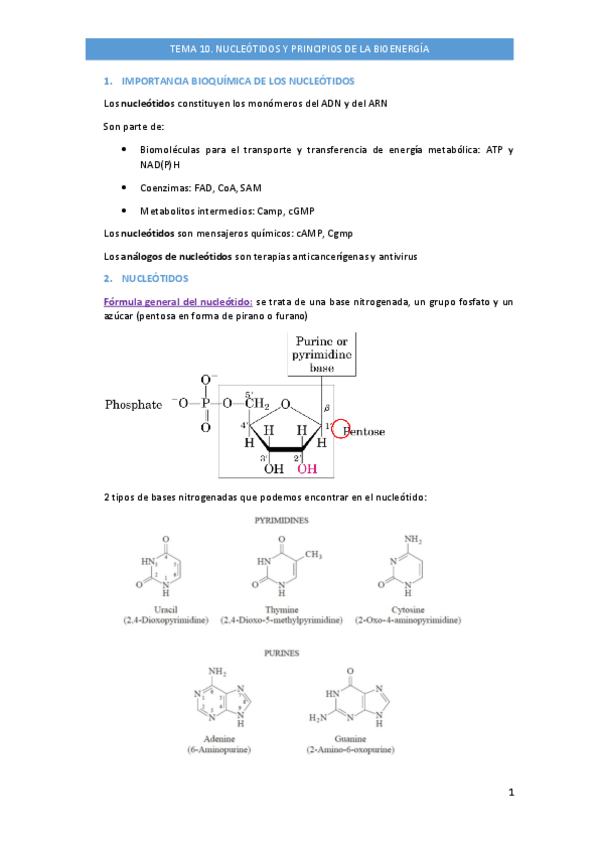 Miniatura del documento TEMA-10-bq.-NUCLEOTIDOS-Y-PRINCIPIOS-DE-LA-BIOENERGIA.pdf