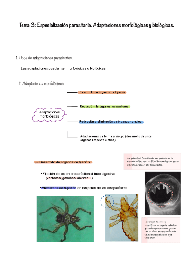 Miniatura del documento Tema-3.-Especializacion-parasitaria.-Adaptaciones-morfologicas-y-biologicas.pdf