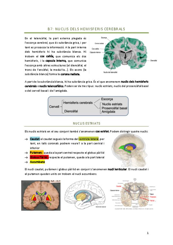 Miniatura del documento B7-NUCLIS-DELS-HEMISFERIS-CEREBRALS.pdf