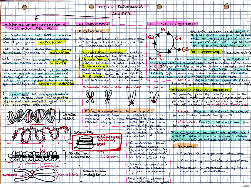 Miniatura del documento Tema-6.-Reproduccion-sexual.pdf