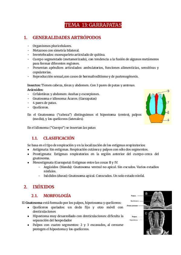 Miniatura del documento Tema-13-Garrapatas.pdf