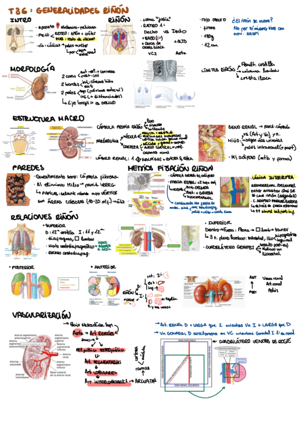 Miniatura del documento Apuntes-Anato-Teoria-T36-37.pdf