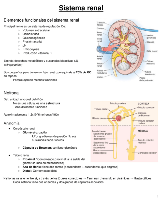 Miniatura del documento FISIOLOGIA-RENAL.pdf