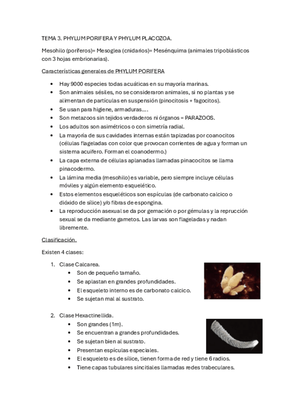 Miniatura del documento TEMA-3.-PHYLUM-PORIFERA-Y-PHYLUM-PLACOZOA..pdf