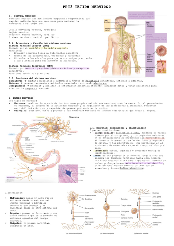 Miniatura del documento PPT2-TEJIDO-NERVIOSO.pdf