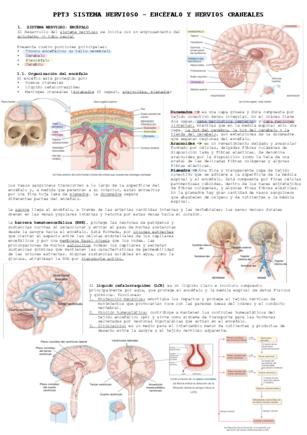 Miniatura del documento PPT3-SIST-NERVIOSO-ENCEFALO-Y-NERVIOS-CRANEALES.pdf