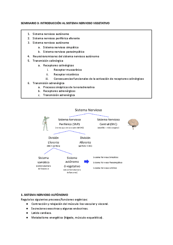 Miniatura del documento SEMINARIO-3-INTRODUCCION-AL-SISTEMA-NERVIOSO-VEGETATIVO.pdf