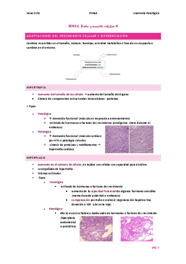 Miniatura del documento TEMA-6-ANATOPATO.pdf