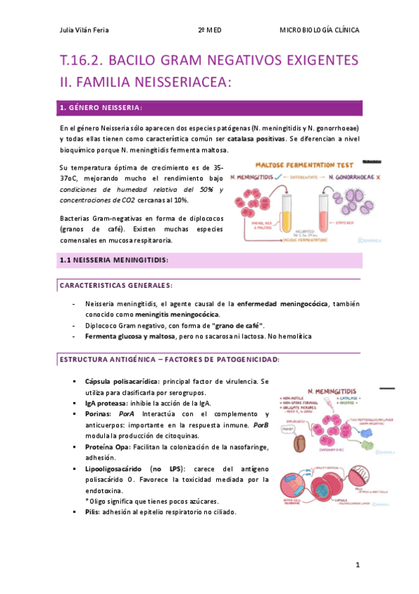 Miniatura del documento T.16.2-BACILO-GRAM-NEGATIVOS-EXIGENTES-II.-FAMILIA-NEISSERIACEA.pdf