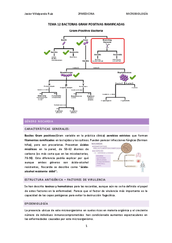 Miniatura del documento Tema-12-MICROBIOLOGIA.pdf
