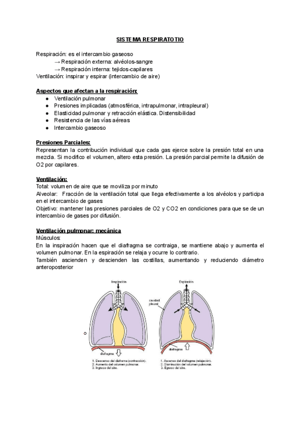 Miniatura del documento SISTEMA-RESPIRATORIO.pdf