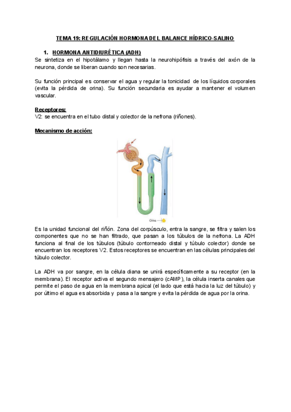 Miniatura del documento TEMA-19-FISIOLOGIA.pdf
