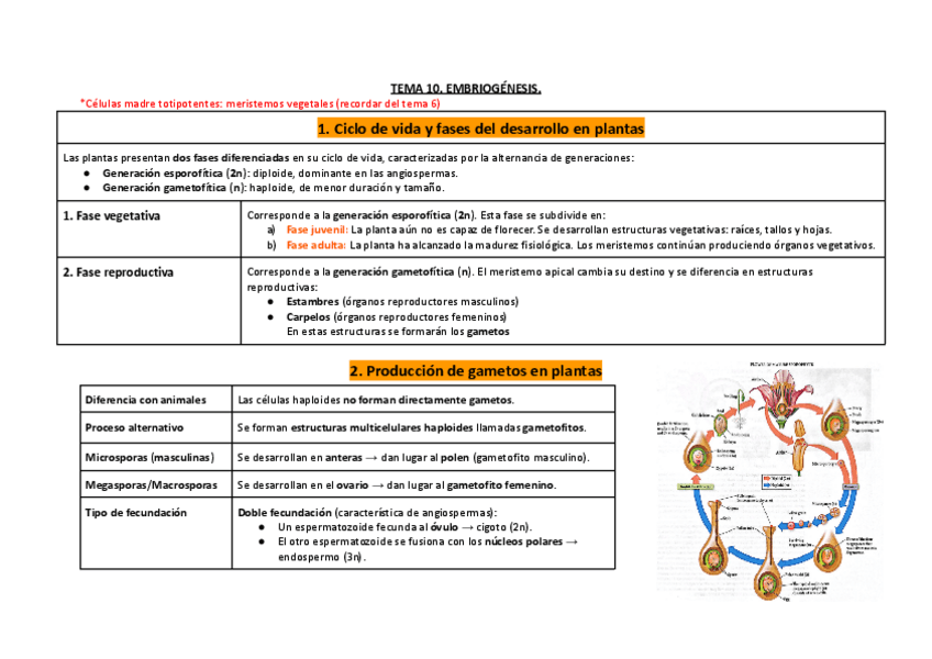 Miniatura del documento TEMA-10.-EMBRIOGENESIS..pdf