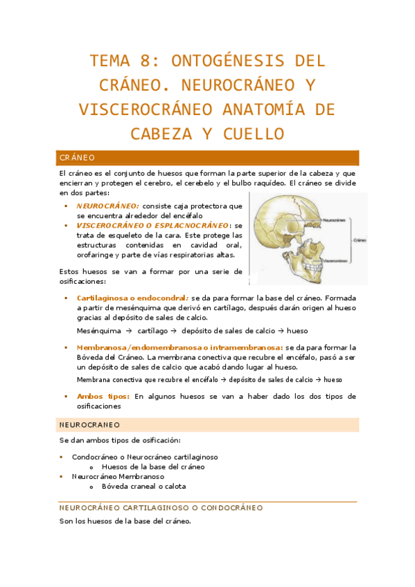 Miniatura del documento Tema-8.-Ontogenesis-Del-Craneo.-Neurocraneo-Y-Viscerocraneo-Anatomia-De-Cabeza-Y-Cuello.pdf