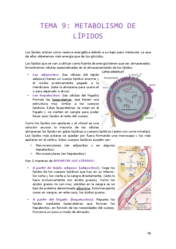Miniatura del documento Tema-9.pdf