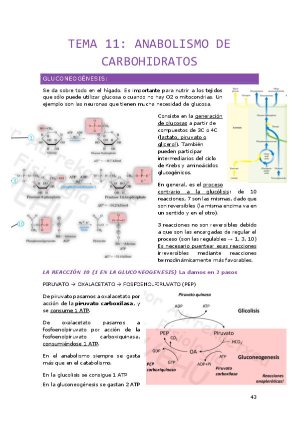Miniatura del documento Tema-11.pdf