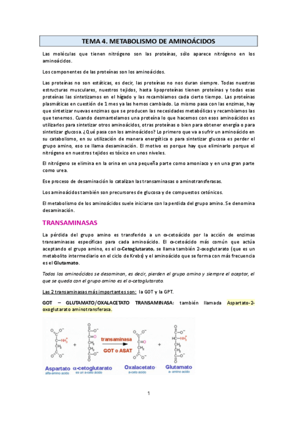 Miniatura del documento T4.-Metabolismo-de-aminoacidos.pdf