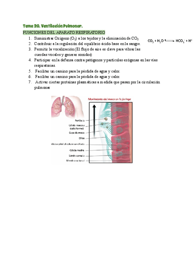 Miniatura del documento Tema-20.-Ventilacion-pulmonar.pdf
