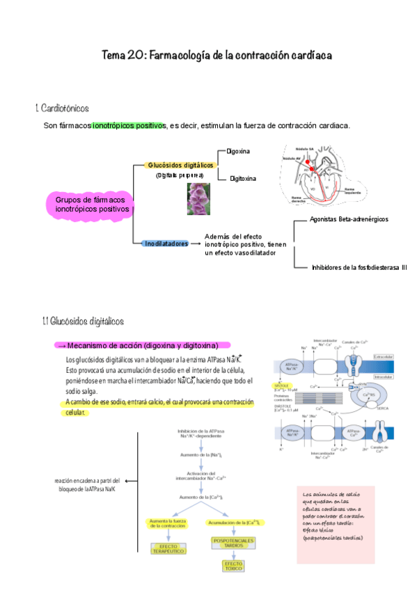 Miniatura del documento CONTRACCION-CARDIACA.pdf