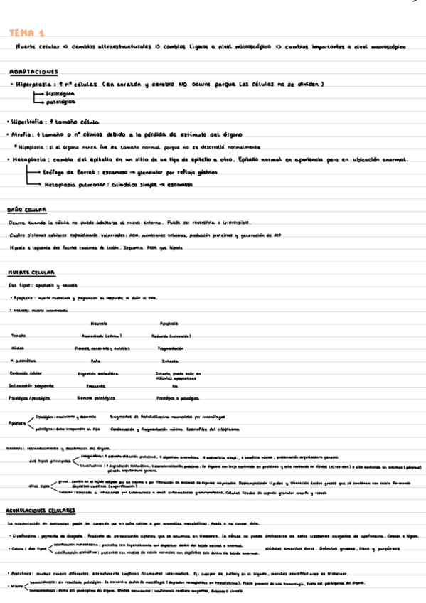 Miniatura del documento Resumen-anatopato.pdf