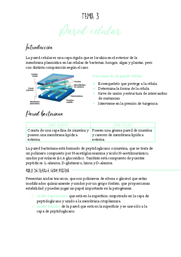 Miniatura del documento Tema-3-biologia-celular.pdf
