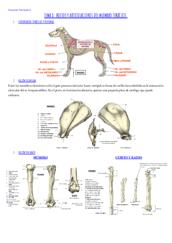 Miniatura del documento Tema-8.-Anato.Vet.I.pdf